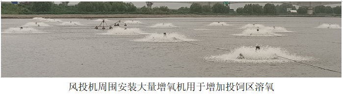 風(fēng)投機(jī)周?chē)惭b大量增氧機(jī)用于增加投飼區(qū)溶氧.png