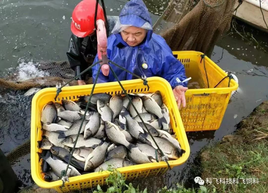 捕魚運(yùn)魚：脫粘、掉鱗、出血、不耐運(yùn)輸.jpg